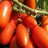 Gazpacho pomidorowe: recenzje, zdjęcia, wydajność